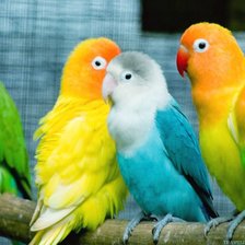 Схема вышивки «попугайчики»