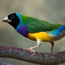 Схема вышивки «птица»