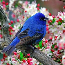 синий комочек