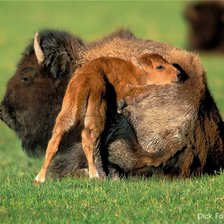 Схема вышивки «мама куда идем»