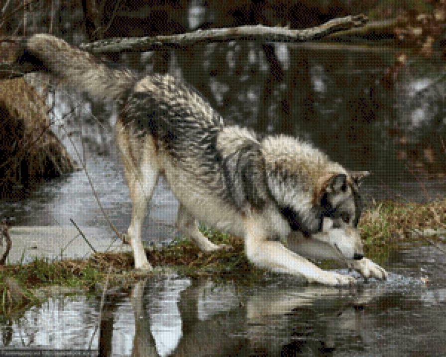 волк - животние - предпросмотр