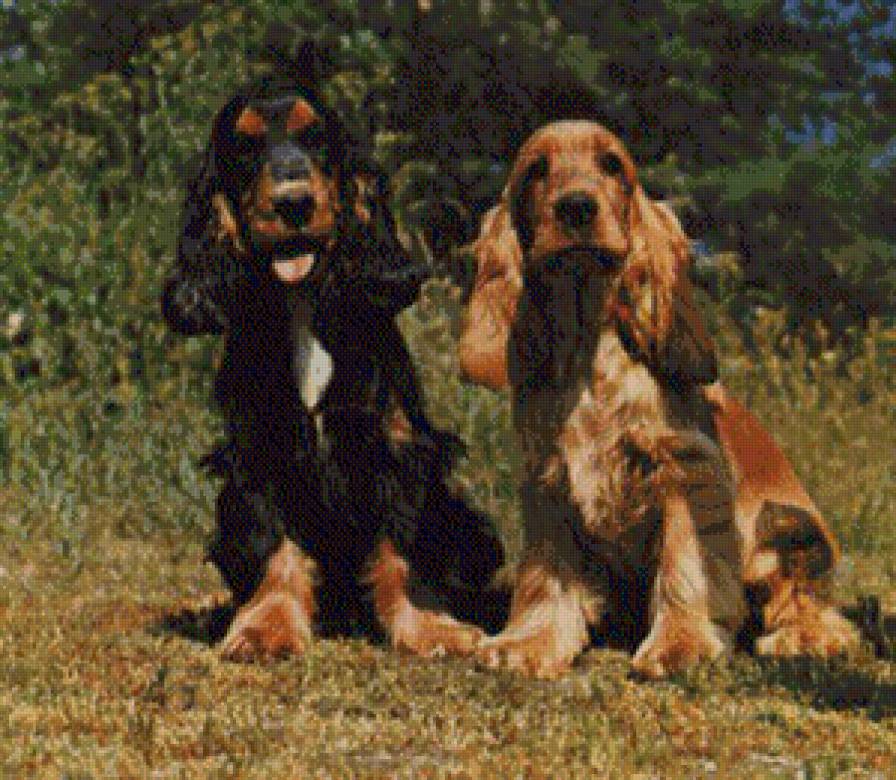 собаки - животние - предпросмотр