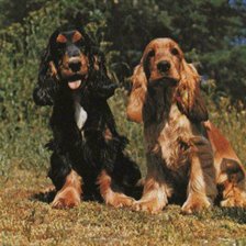 Схема вышивки «собаки»