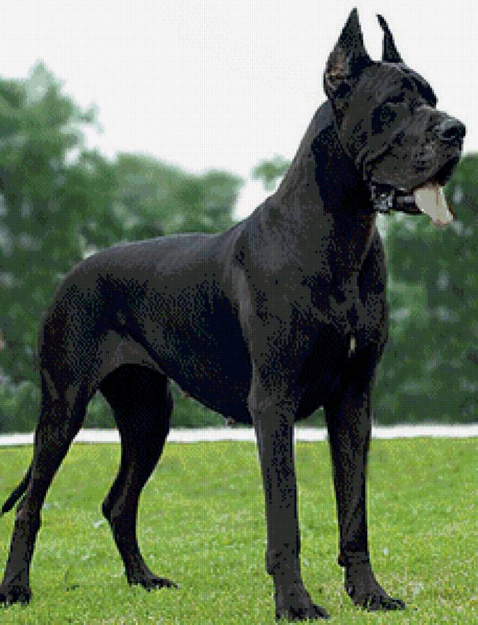 собаки - животние - предпросмотр