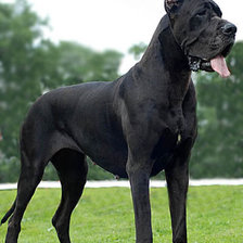 Схема вышивки «собаки»