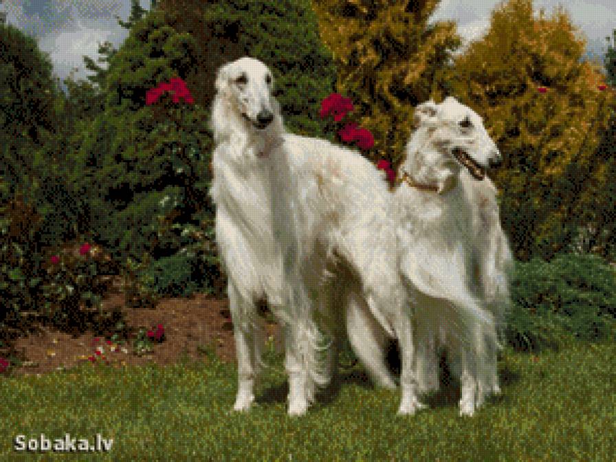 собаки - животние - предпросмотр