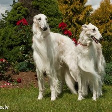 Схема вышивки «собаки»