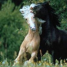 Схема вышивки «лошади»