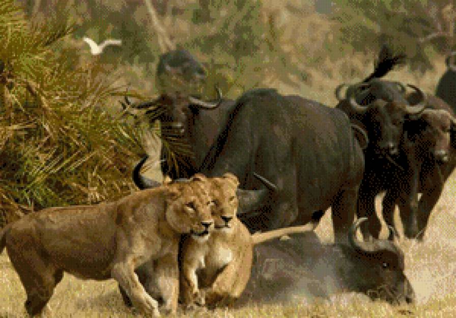 африка - животние - предпросмотр