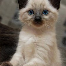 Схема вышивки «№839947»