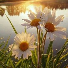 Схема вышивки «Ромашки»