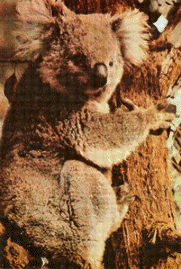 куала - животние - предпросмотр