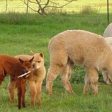 Схема вышивки «симейство лам»