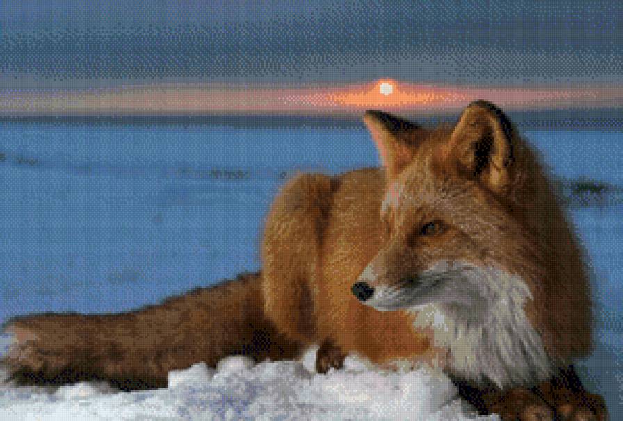 лиса - животние - предпросмотр