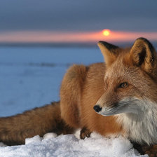 Схема вышивки «лиса»