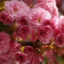 Схема вышивки «цветы»