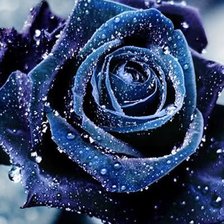 Схема вышивки «роза»