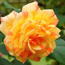 Схема вышивки «роза»