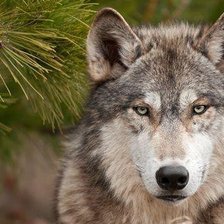 Схема вышивки «Местный житель»