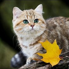 Схема вышивки «Котёнок»