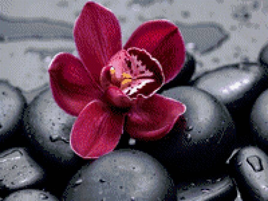 орхидея - цветы, природа, орхидея - предпросмотр