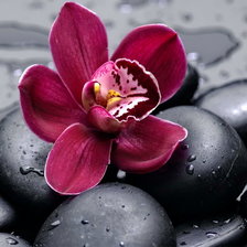 Схема вышивки «орхидея»