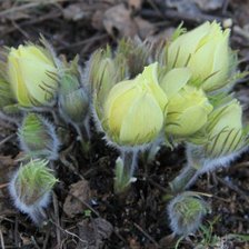 Схема вышивки «Подснежники (прострел)»