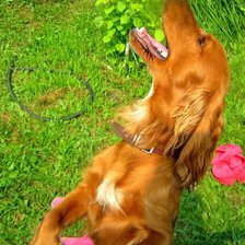 Схема вышивки «Щенок Цезарь Милан»