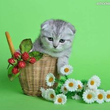 Схема вышивки «киця»