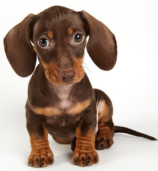 Такса - такса, щенок, собака - оригинал