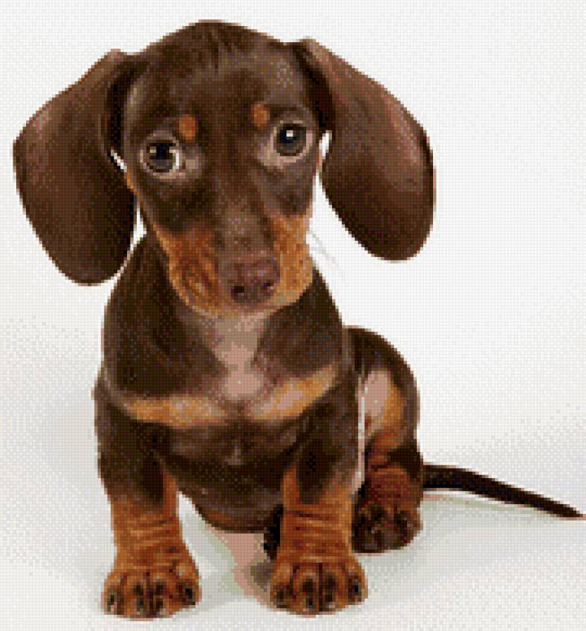 Такса - щенок, такса, собака - предпросмотр