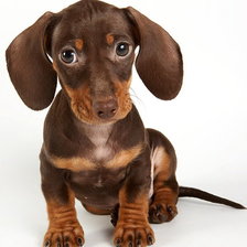 Схема вышивки «Такса»