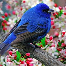 необычная пташка