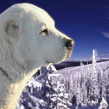 Схема вышивки «алабай»