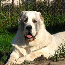 Схема вышивки «алабай»