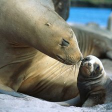 Схема вышивки «мама  ну ненадо  меня целовать я большой»