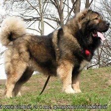 Схема вышивки «собаки»