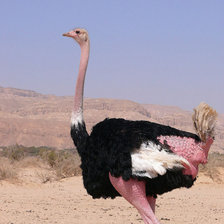 страус