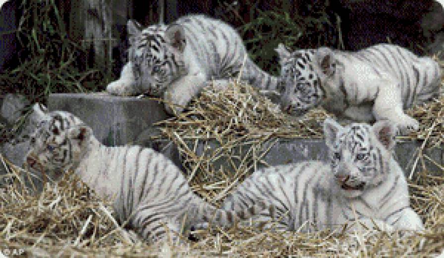 тигрята - животние - предпросмотр