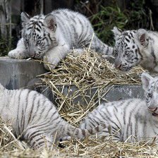 Схема вышивки «тигрята»