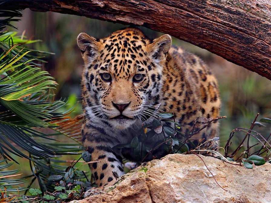 хищники - оригинал