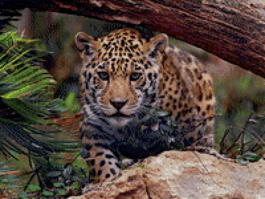 хищники - предпросмотр