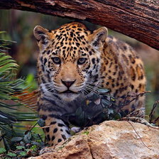 Схема вышивки «хищники»