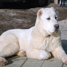 Схема вышивки «собаки»