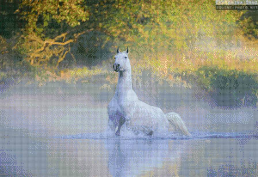 купание лошадь - животние - предпросмотр