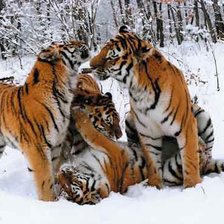 Схема вышивки «дружное игра»