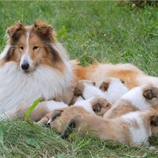 Схема вышивки «колли»