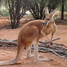 Схема вышивки «кенгуру»