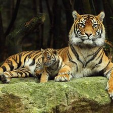 Схема вышивки «тигры»