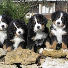 Схема вышивки «щенки»